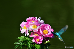 シャクヤクとカワセミ