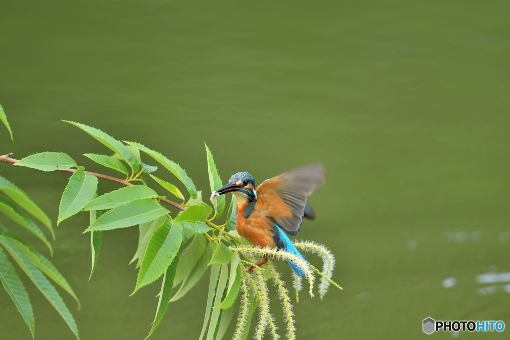 栗の花とカワセミ