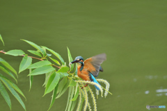 栗の花とカワセミ