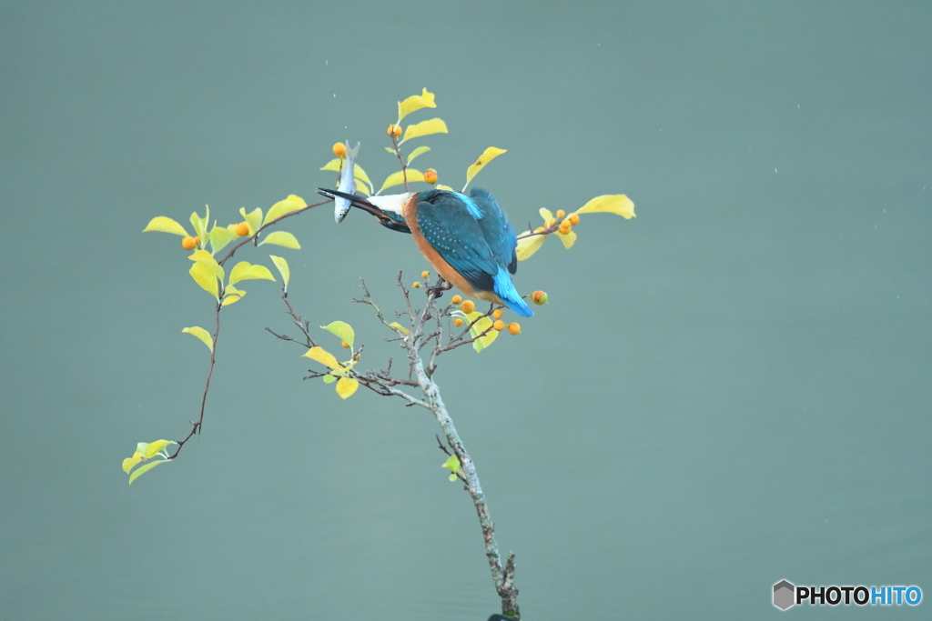 ツルウメモドキとカワセミ