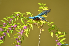 紫式部とカワセミ