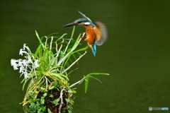 フウランとカワセミ