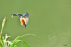 春蘭とカワセミ