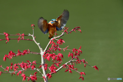 紅葉とカワセミ