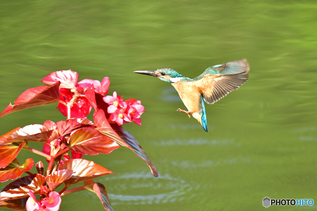 ベゴニアとカワセミ