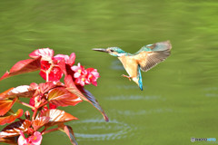 ベゴニアとカワセミ