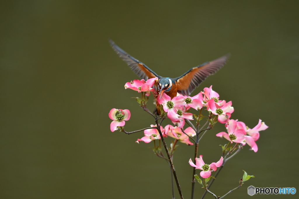 ハナミズキとカワセミ