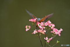 ハナミズキとカワセミ