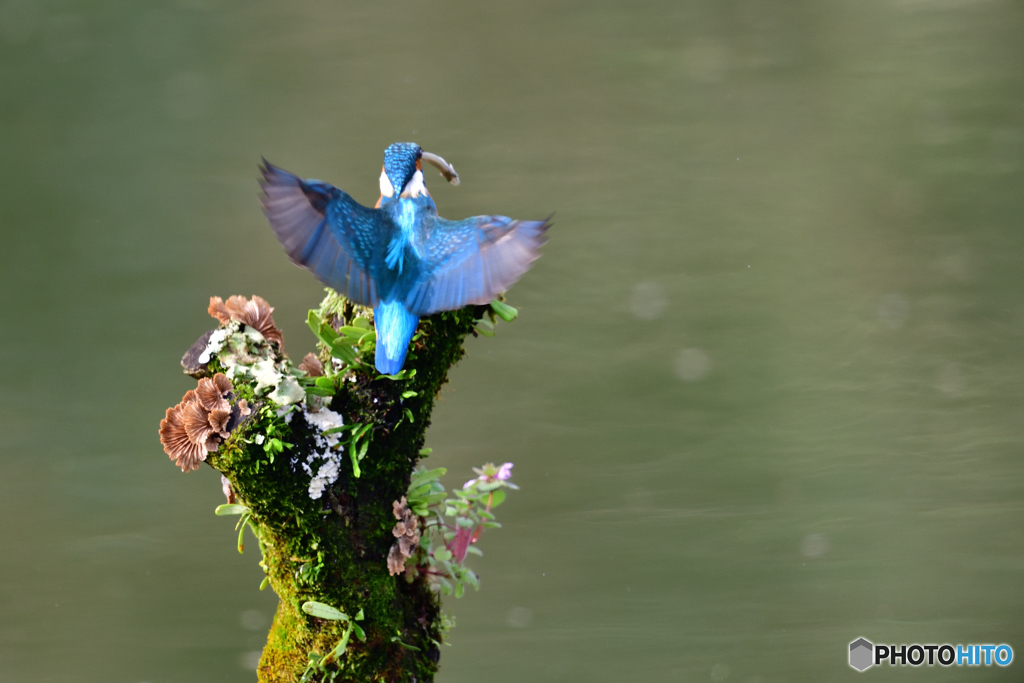 コケとカワセミ