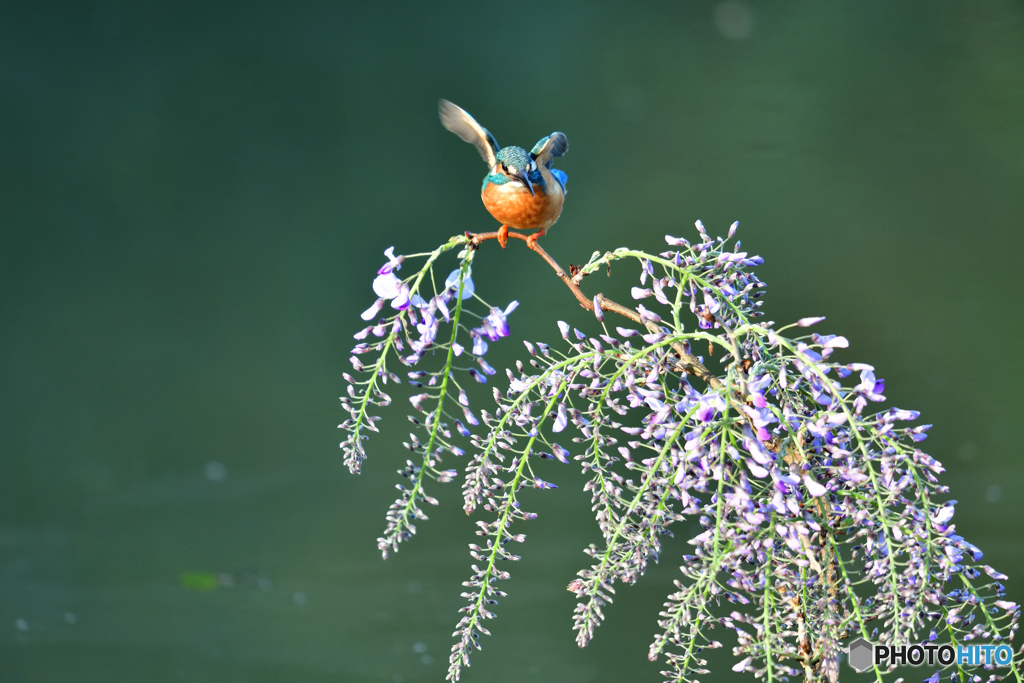 藤の花とカワセミ