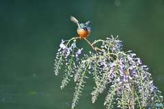 藤の花とカワセミ