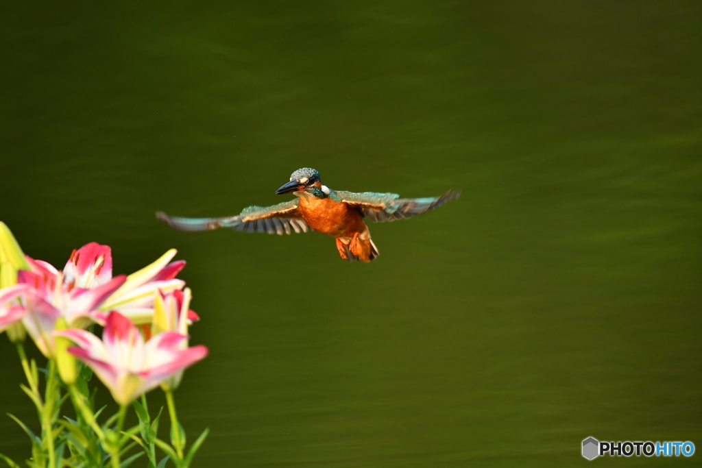スカシユリとカワセミ