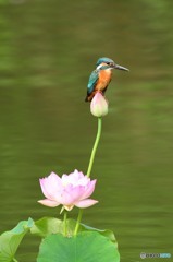 蓮の花とカワセミ