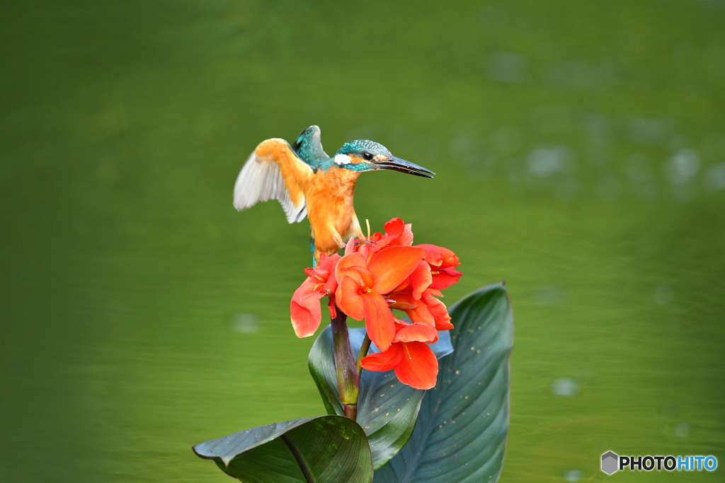 カンナとカワセミ