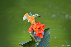 カンナとカワセミ