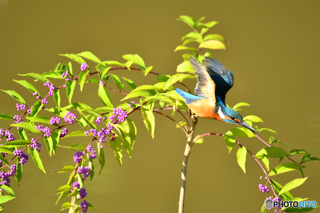 紫式部とカワセミ