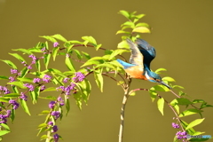 紫式部とカワセミ
