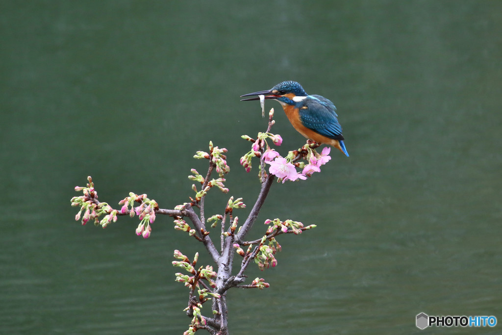 河津桜とカワセミ
