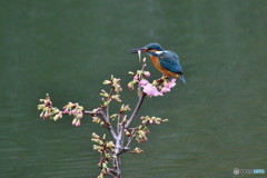 河津桜とカワセミ