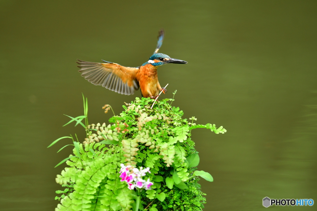 山野草とカワセミ