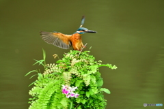 山野草とカワセミ