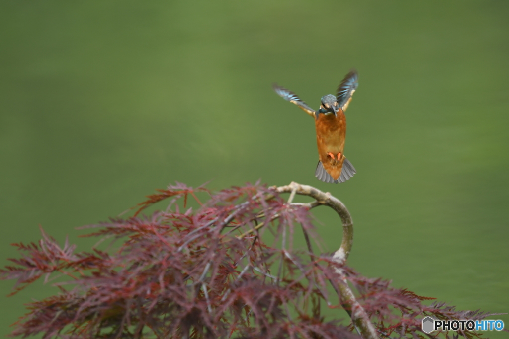 枝垂れ紅葉とカワセミ