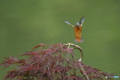 枝垂れ紅葉とカワセミ