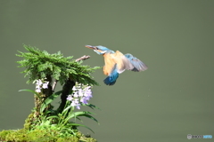 岩松とカワセミ