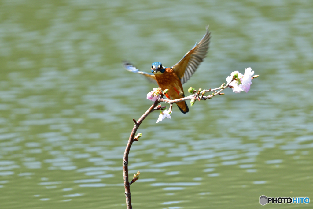 桜とカワセミ