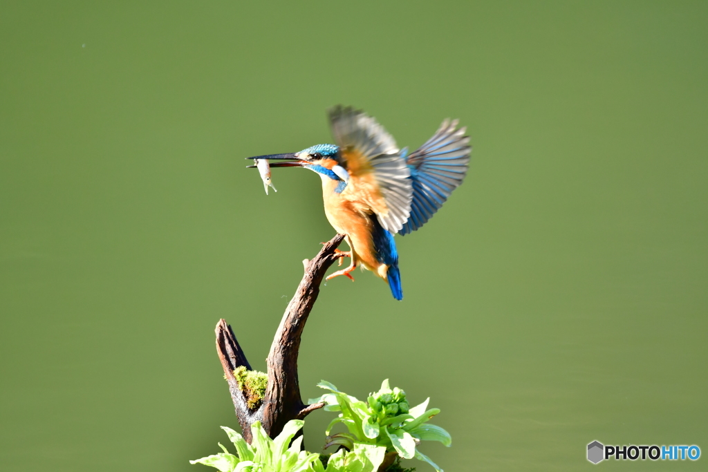 蕗の薹とカワセミ