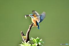 蕗の薹とカワセミ