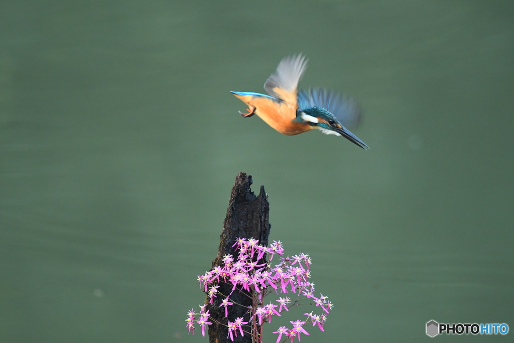大文字草とカワセミ