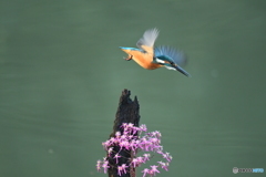 大文字草とカワセミ