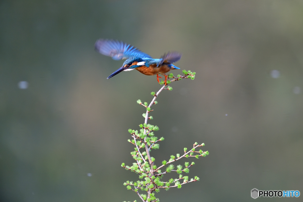 カラマツとカワセミ