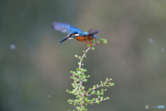 カラマツとカワセミ