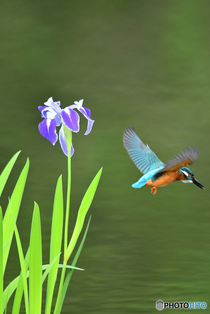 カキツバタとカワセミ