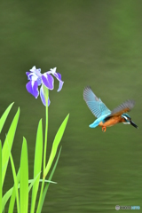 カキツバタとカワセミ