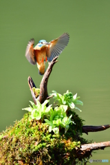 フキの薹とカワセミ