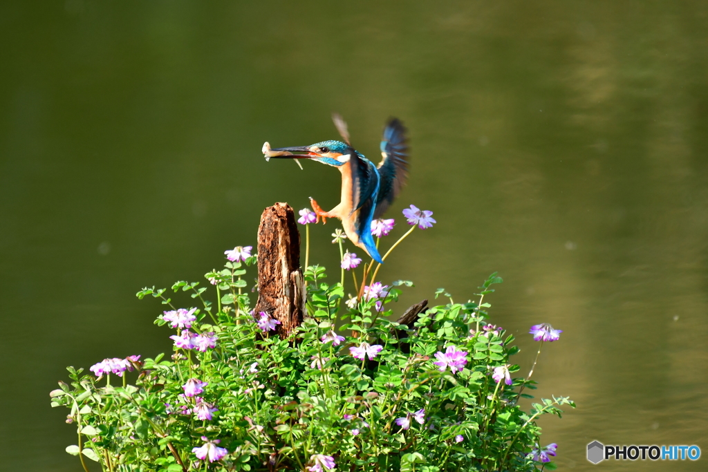 レンゲソウとカワセミ