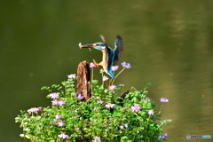 レンゲソウとカワセミ