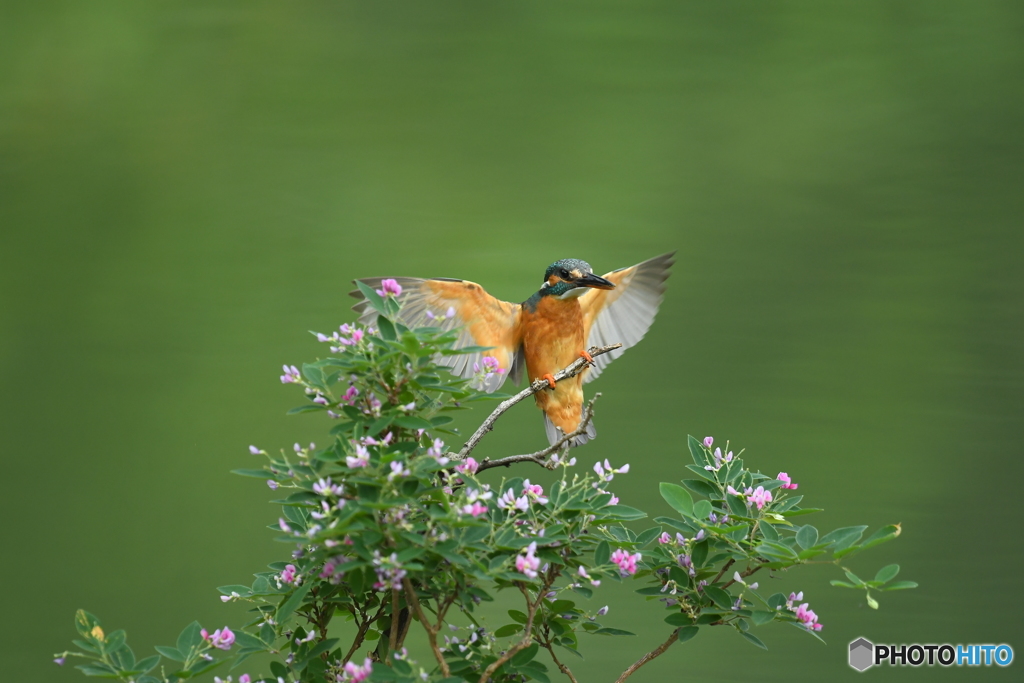 木萩とカワセミ