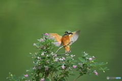 木萩とカワセミ