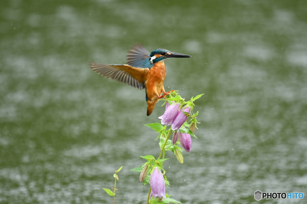 ホタルブクロとカワセミ