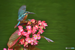 ベゴニアとカワセミ