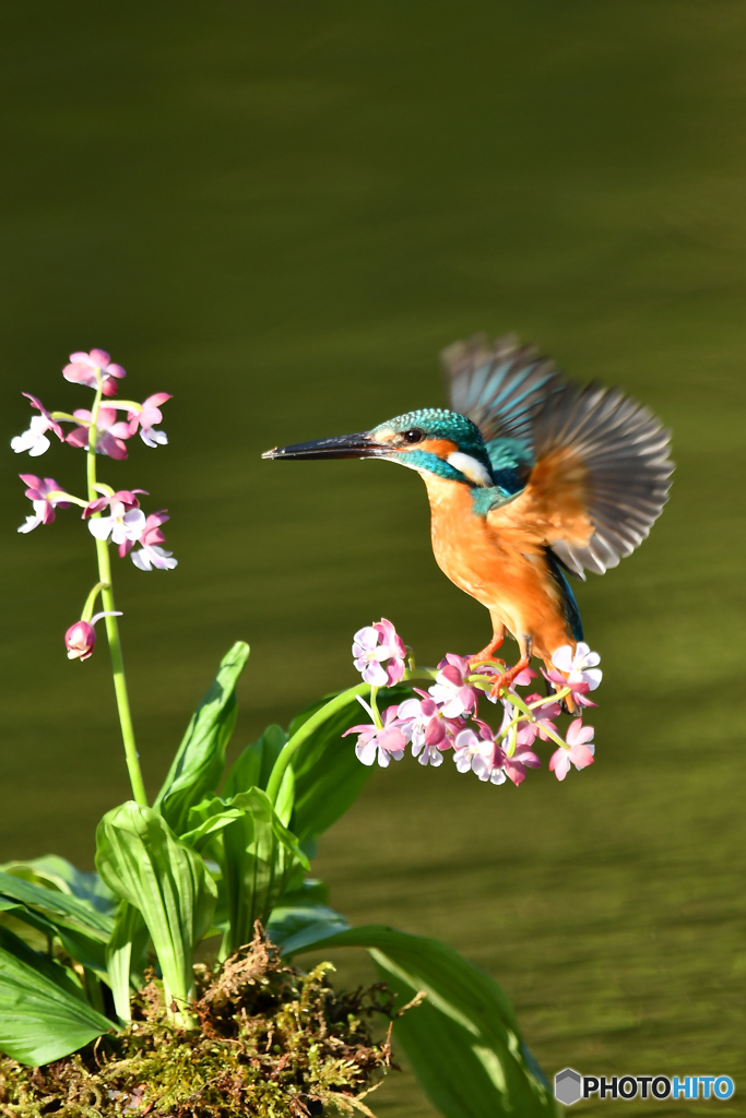 エビネランとカワセミ