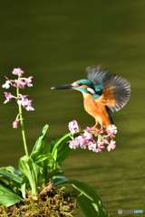 エビネランとカワセミ