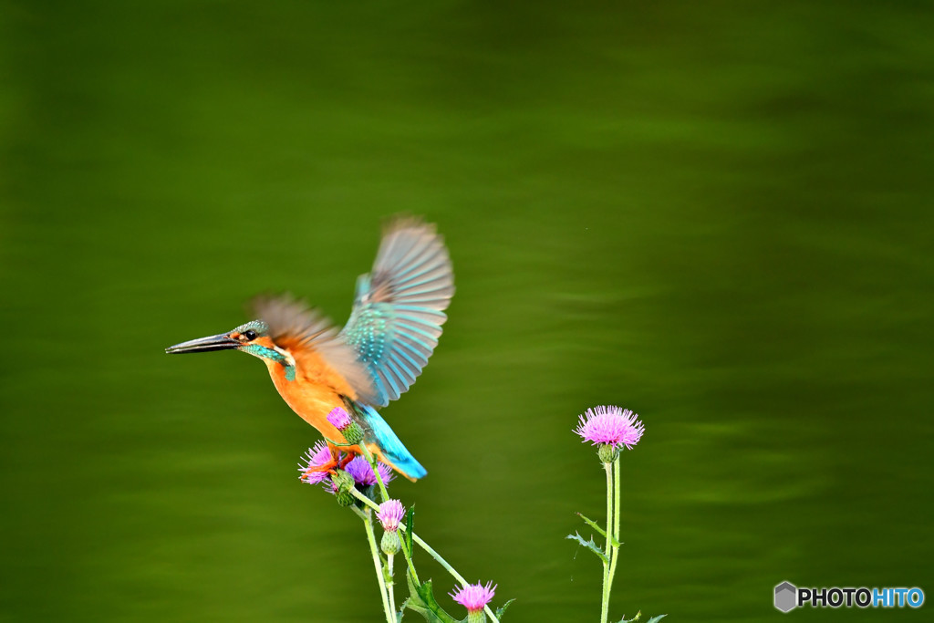 アザミとカワセミ