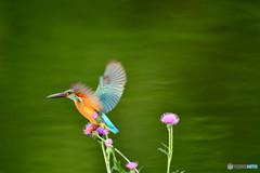 アザミとカワセミ