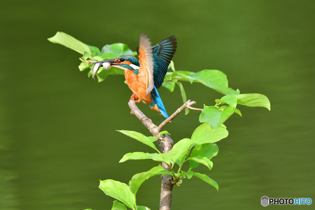 柿の木とカワセミ