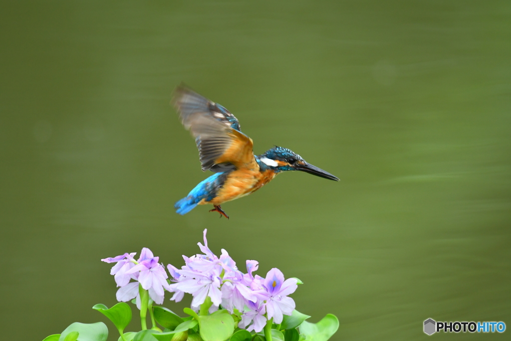 ホテイアオイとカワセミ